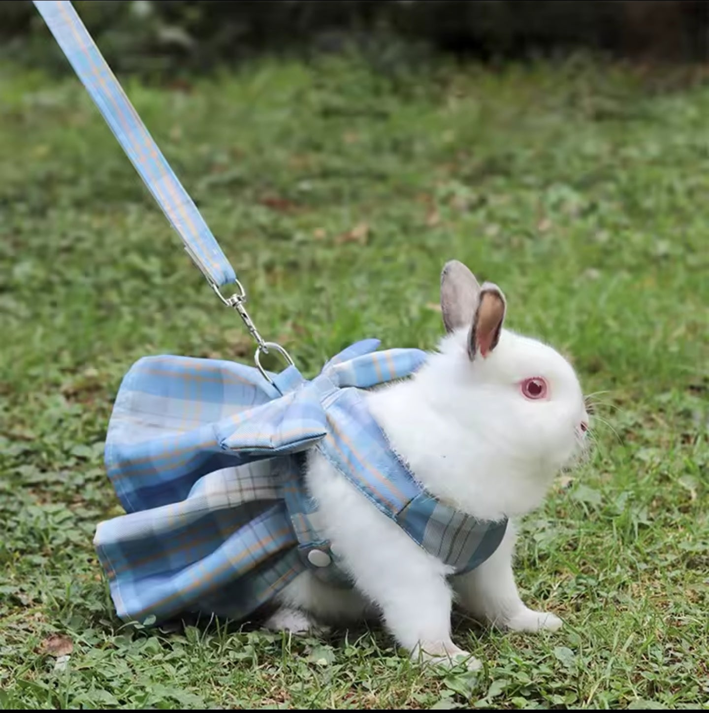 Complete the Look! Exclusive Accessories for Your Bunny Robot