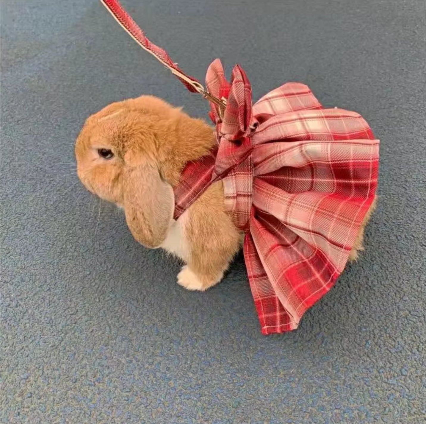 Complete the Look! Exclusive Accessories for Your Bunny Robot